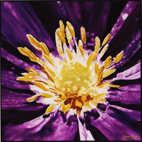marguerite mauve
